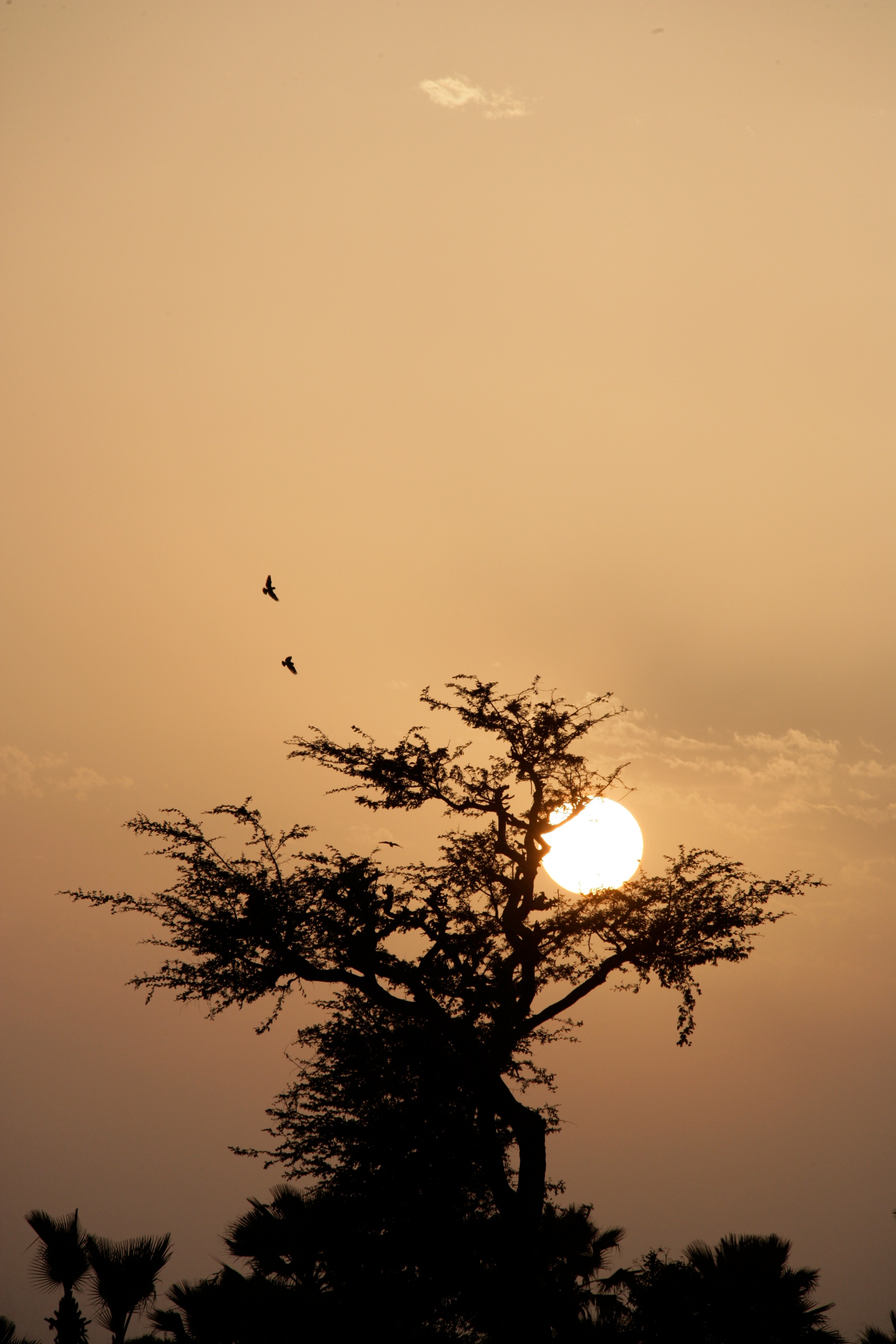 Baobab - Symbol für Senegal